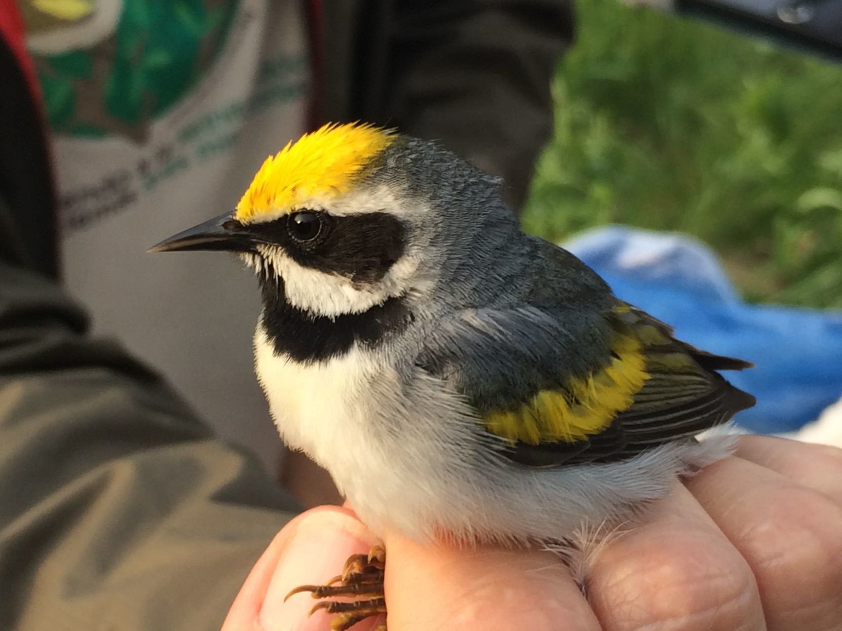 Golden-winged warbler